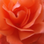 Oranžna - Vrtnica čajevka - Alexander